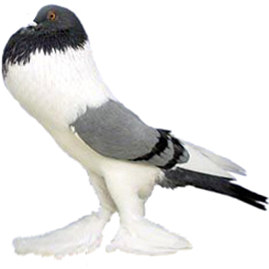 Pouter Pigeon